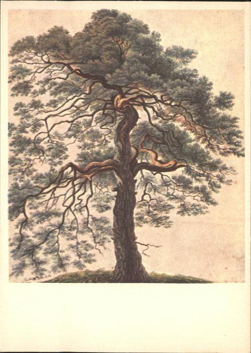 Baeume Trees Föhre Pino Künstlerkarte Gottfried Kell