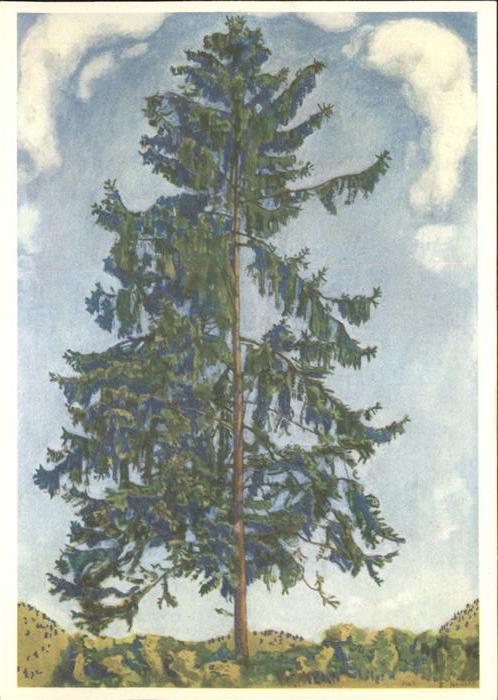 Baeume Trees Tanne Sapin Abete Künstlerkarte Ferdina