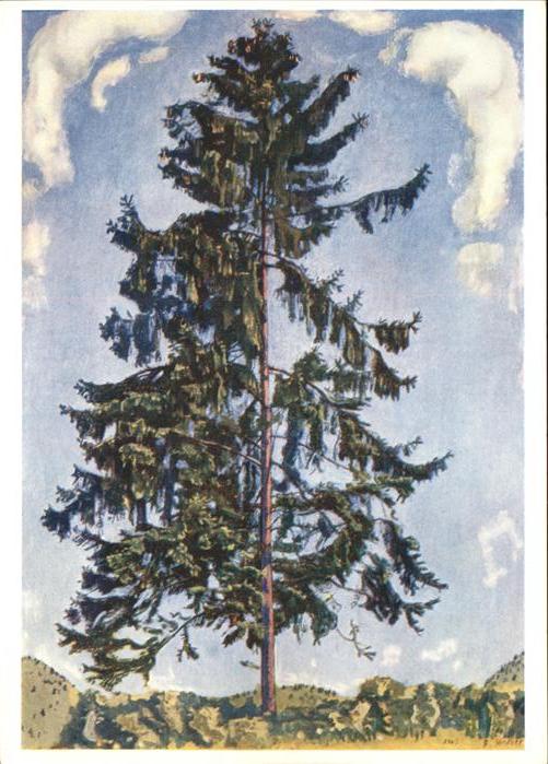 Baeume Trees Tanne Künstlerkarte Ferdinand Hodler