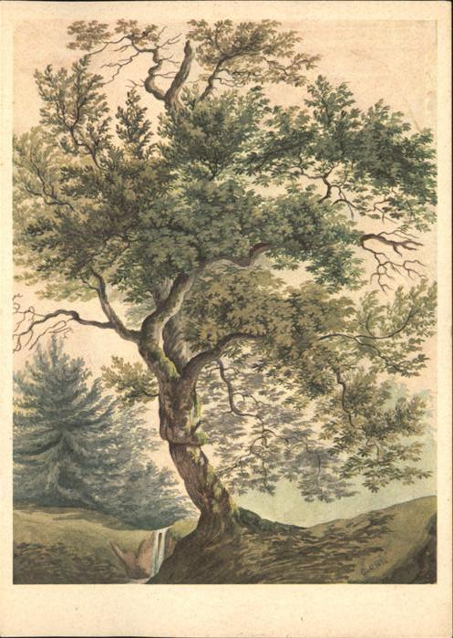 Baeume Trees Eiche Chee Quercia Künstlerkarte Gottfr
