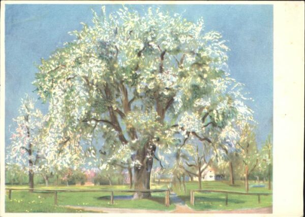 Baeume Trees Birnbaum Pero in fiore Künstlerkarte Th