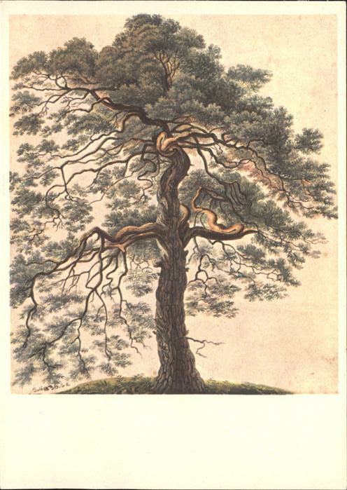 Baeume Trees Föhre Künstlerkarte Gottfried Keller