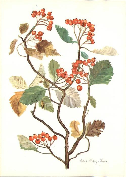 Kuenstlerkarte Liesel Bohny-Baur Zweige Mehlbeerbaum S