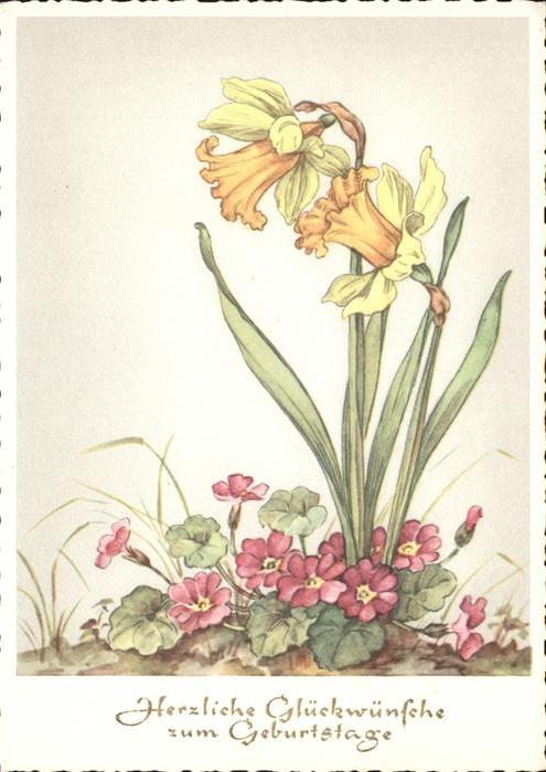 Blumen Narzisse Geburtstag