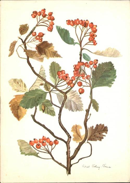 Kuenstlerkarte Liesel Bohny-Baur Zweige Mehlbeerbaum S