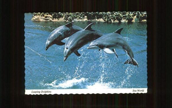 Delfine Delphine Dolphins Dauphins Delfi Sea World San Diego California
