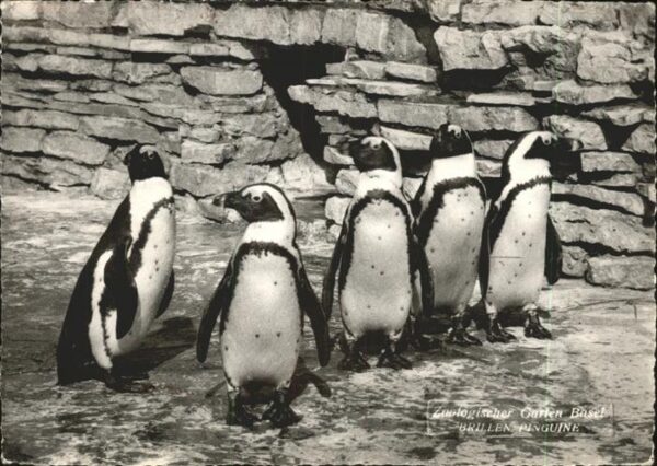 Pinguin Zoologischer Garten Basel Brillen-Pingu
