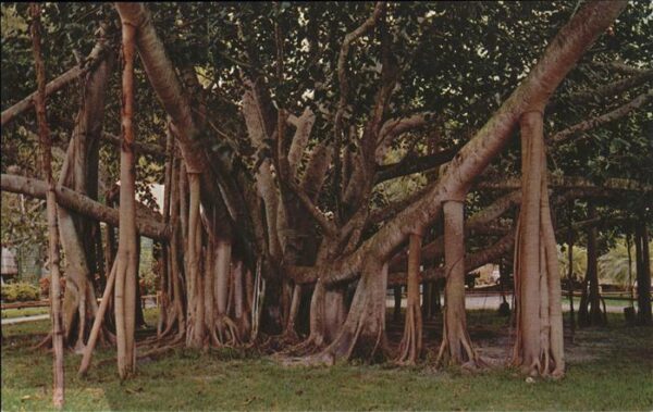 Baeume Trees Banyan Tree Hawaii