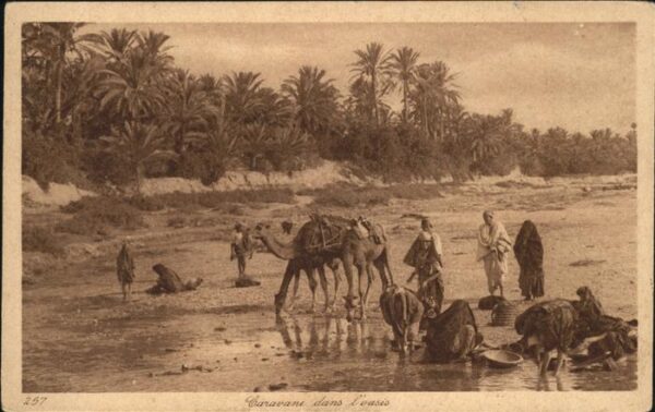 Kamel  Camel Chameau Caravane dans l'oasis Tunesien