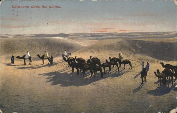 Kamel  Camel Chameau Tunesien Caravane dans le dunes