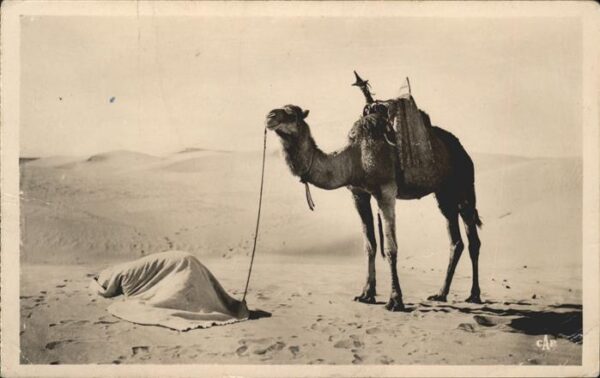 Kamel  Camel Chameau Typen Gebet Wüste Afrika