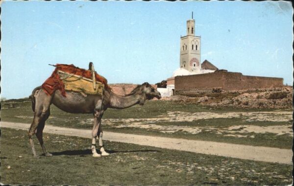 Kamel  Camel Chameau Marokko Moulay Abdallah