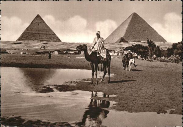 Kamel  Camel Chameau Giza Pyramids Ägypten