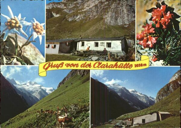 Praegraten Grossvenediger Clarahütte Alpenblumen Edelweiss Rötspi