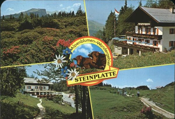 Waidring Tirol Alpengasthof Steinplatte Alpenblumen Wa