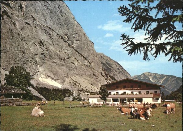 Pertisau Achensee Alpengasthof Gramai Kuh Viehweide Karwe