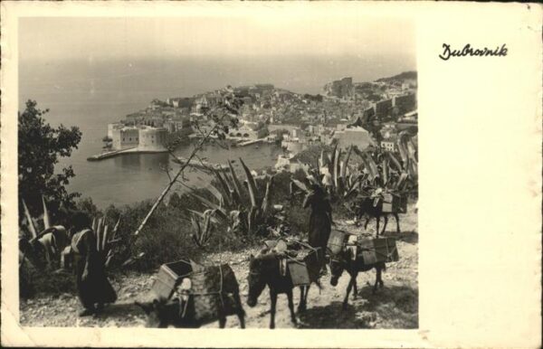 Dubrovnik Ragusa Panorama Esel Lasttiere