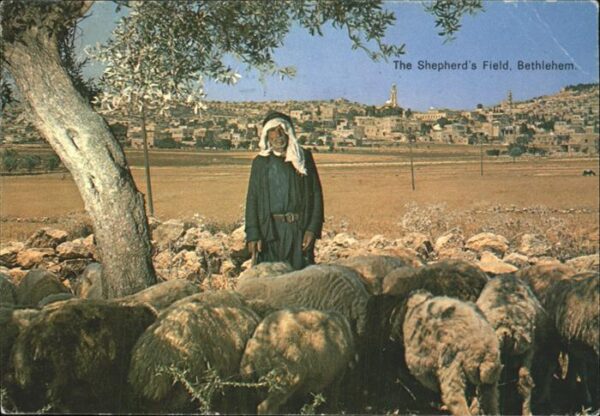 Bethlehem Yerushalayim The Shepherds Field Schafherde