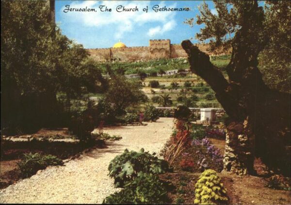 Jerusalem Yerushalayim Garden of Gethsemane Old City Wall Gold