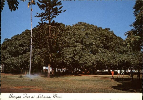 Lahaina Banyan Tree alte Bäume