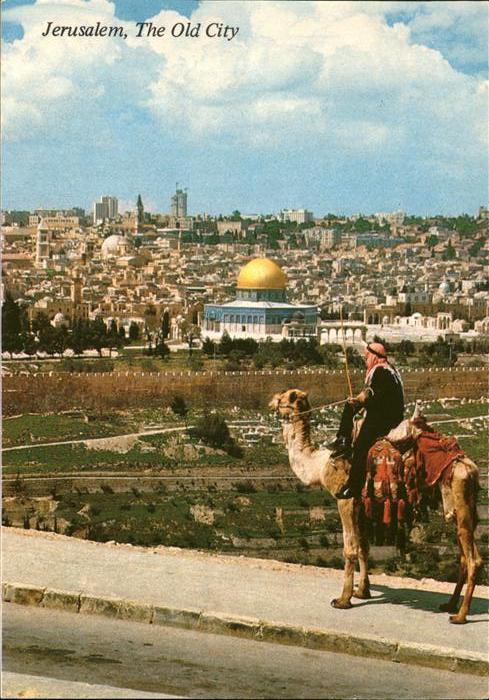 Jerusalem Yerushalayim The Old City Moschee Altstadt Kamel