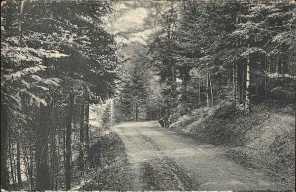 Hohwald Sachsen Waldpartie