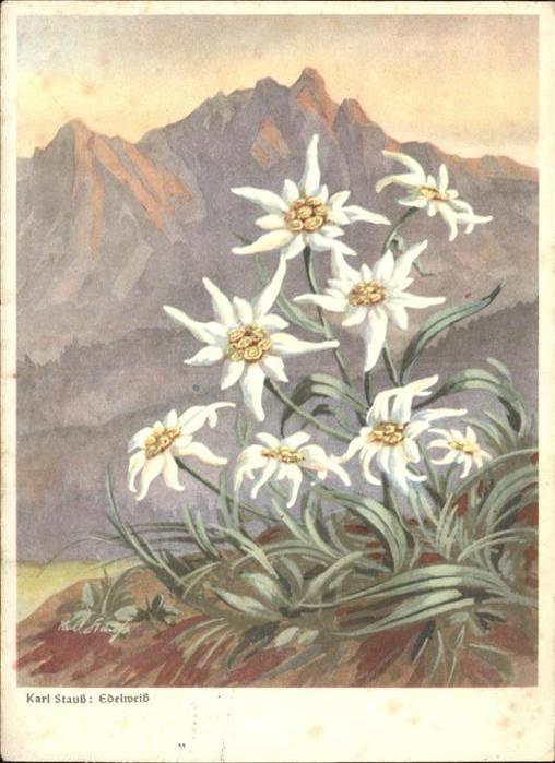 Edelweiss Künstlerkarte Karl Stauß