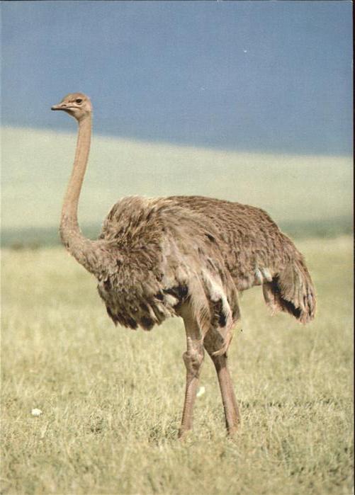 Voegel Strauss Ostrich Autruche