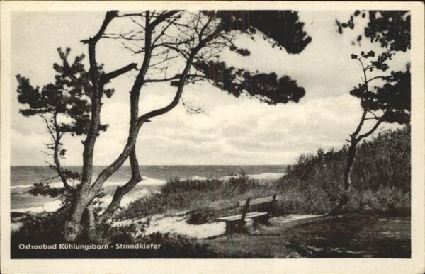 Kuehlungsborn Ostseebad Strandkiefer