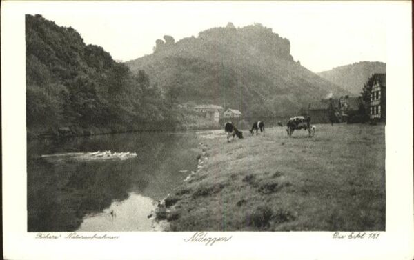 Nideggen Eifel Kühe