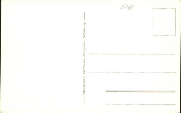 Nideggen Eifel Kühe – Bild 2