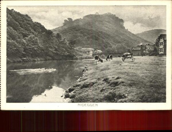 Nideggen Eifel Kühe
