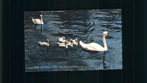 Schwan Lac Leman Cygnes