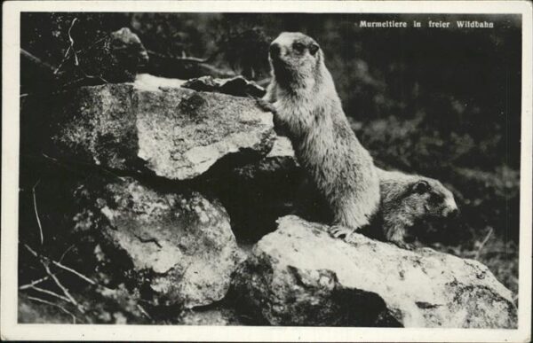 Tiere Murmeltier