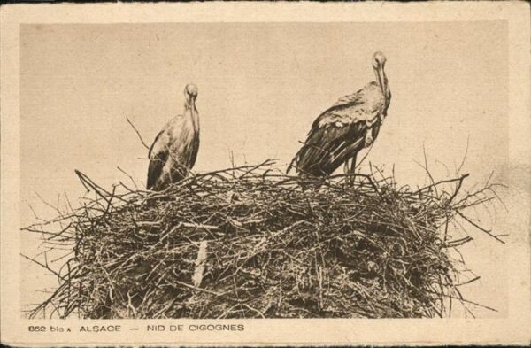 Voegel Storch Alsace Nid de Cigognes