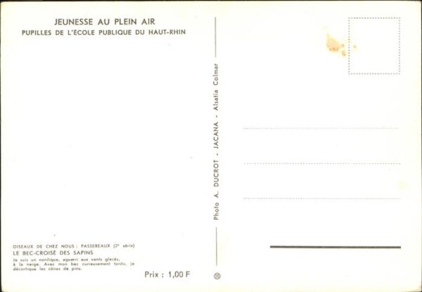 Voegel Passereaux Bec-Croise des Sapins – Bild 2