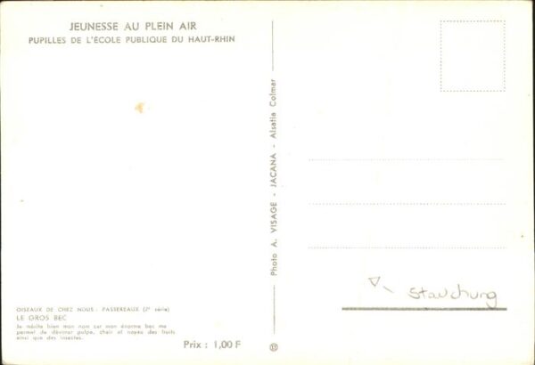 Voegel Le gros bec Haut-Rhin Jeunesse Plein Ai – Bild 2