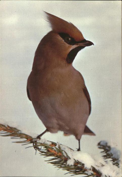 Voegel Jaseur Boreal Haut-Rhin Jeunesse au Ple