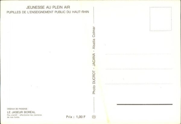 Voegel Jaseur Boreal Haut-Rhin Jeunesse au Ple – Bild 2