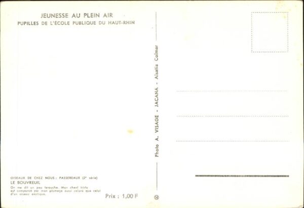 Voegel Bouvreuil Haut-Rhin Jeunesse au Plein A – Bild 2