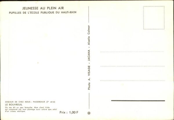 Voegel Bouvreuil Haut-Rhin Jeunesse au Plein A – Bild 2