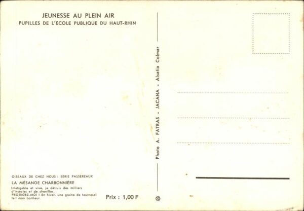 Voegel Mesange Charbonniere Haut-Rhin Jeunesse – Bild 2