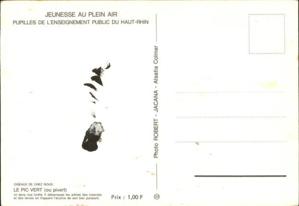 Voegel Pic Vert Haut-Rhin Jeunesse au Plein Ai – Bild 2