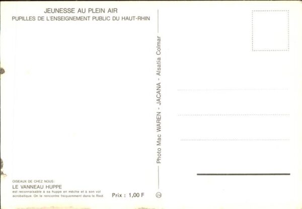 Voegel Vanneau Huppe Haut-Rhin Jeunesse au Ple – Bild 2