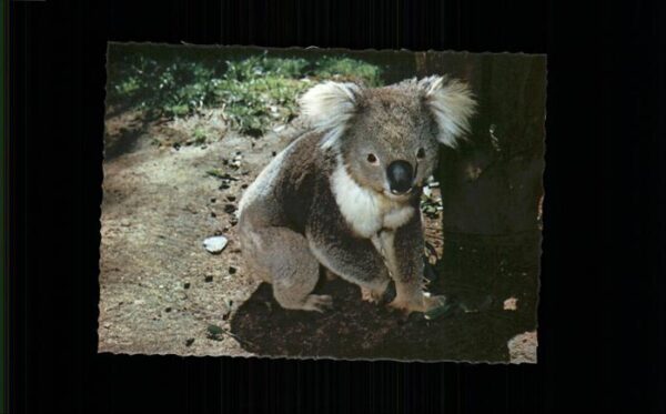 Koalabaer Australia