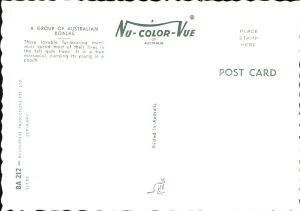 Koalabaer Australia – Bild 2