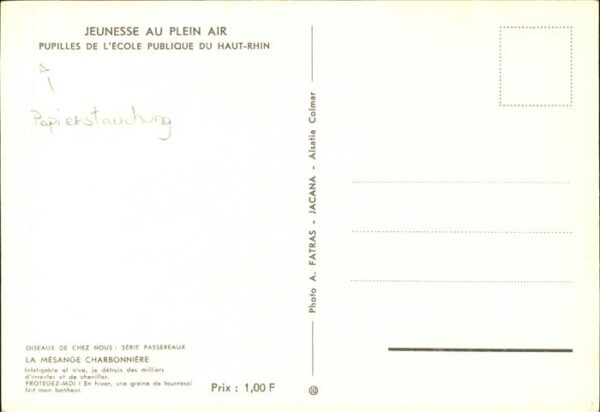 Voegel Mesange Charbonniere Haut-Rhin Jeunesse – Bild 2