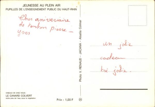 Enten Canard Colvert Haut-Rhin Jeunesse au Pl – Bild 2