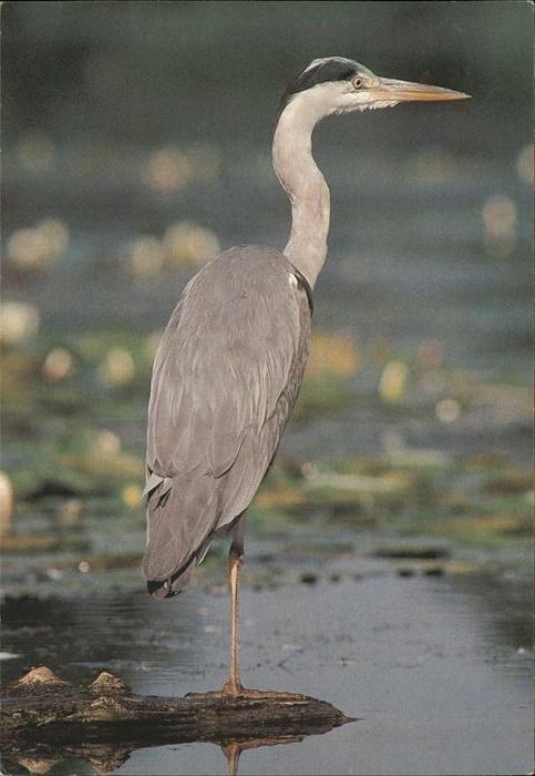Voegel Heron cendre Haut-Rhin Jeunesse au Plei