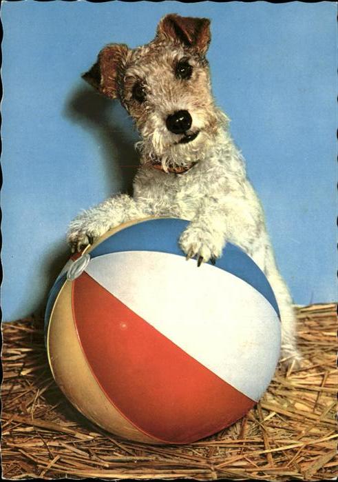 Hunde Ball
